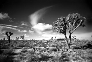 Joshua Tree810-72