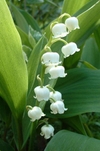 Medium_muguet8