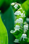 Muguet_brin